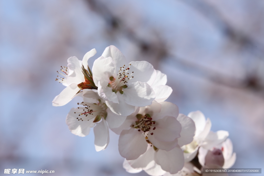 山桃花