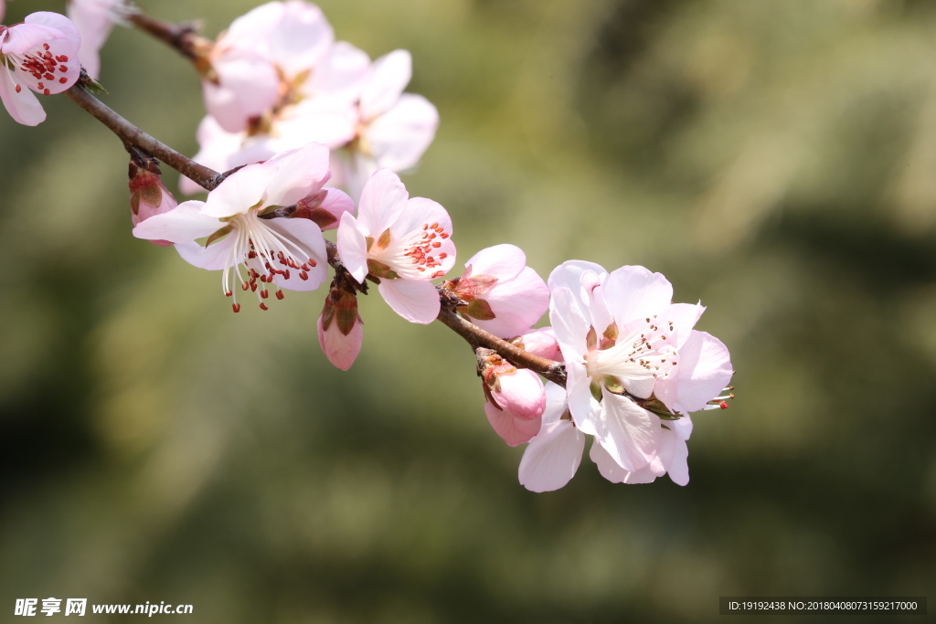 山桃花