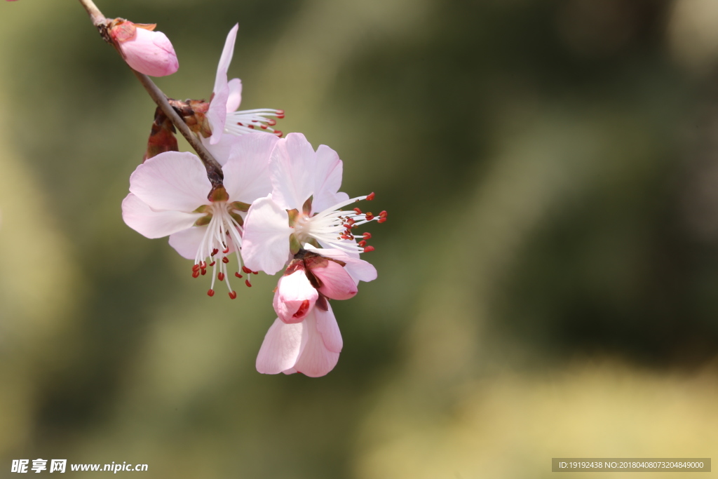 山桃花