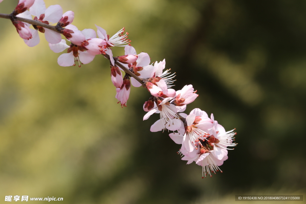 山桃花