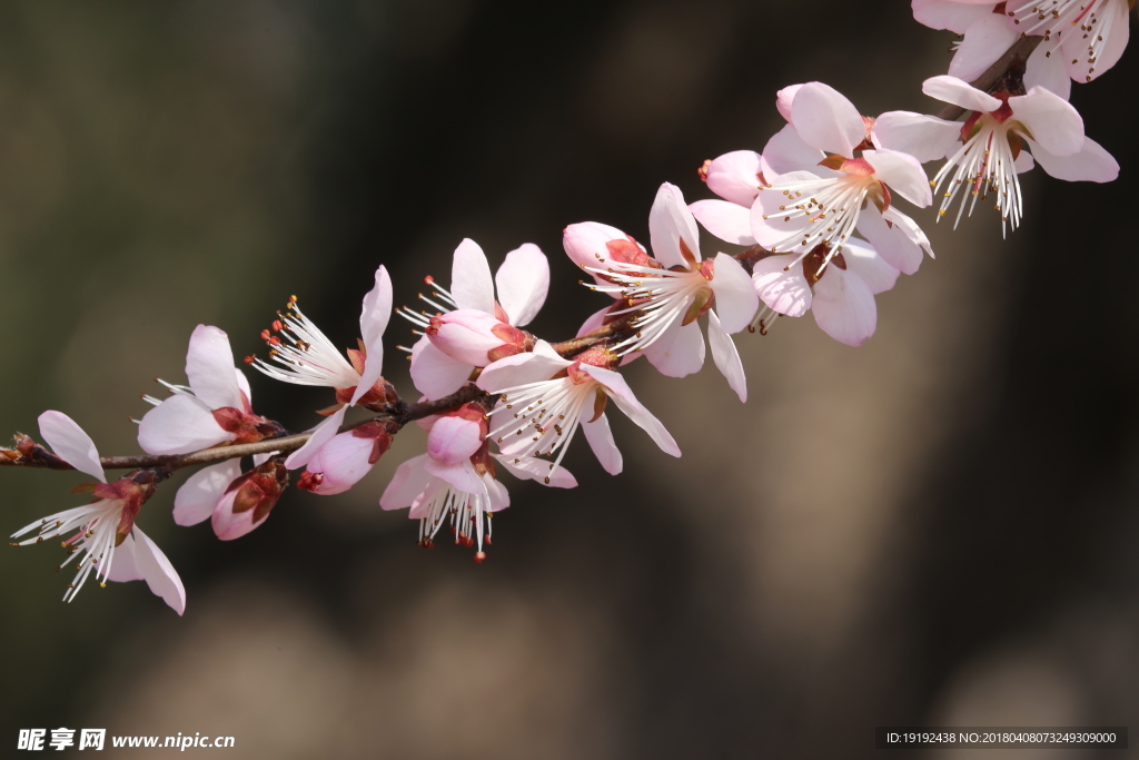 山桃花