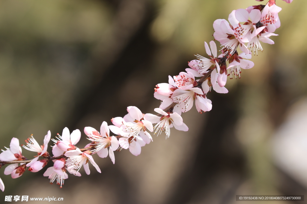 山桃花