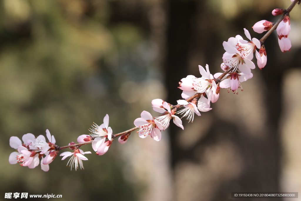 山桃花