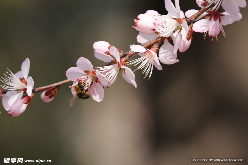 山桃花