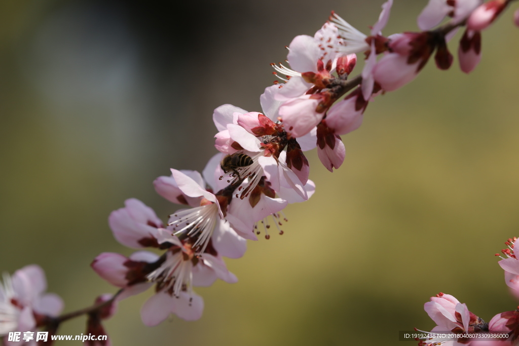 山桃花