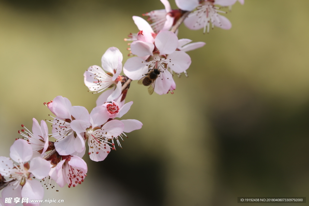 山桃花