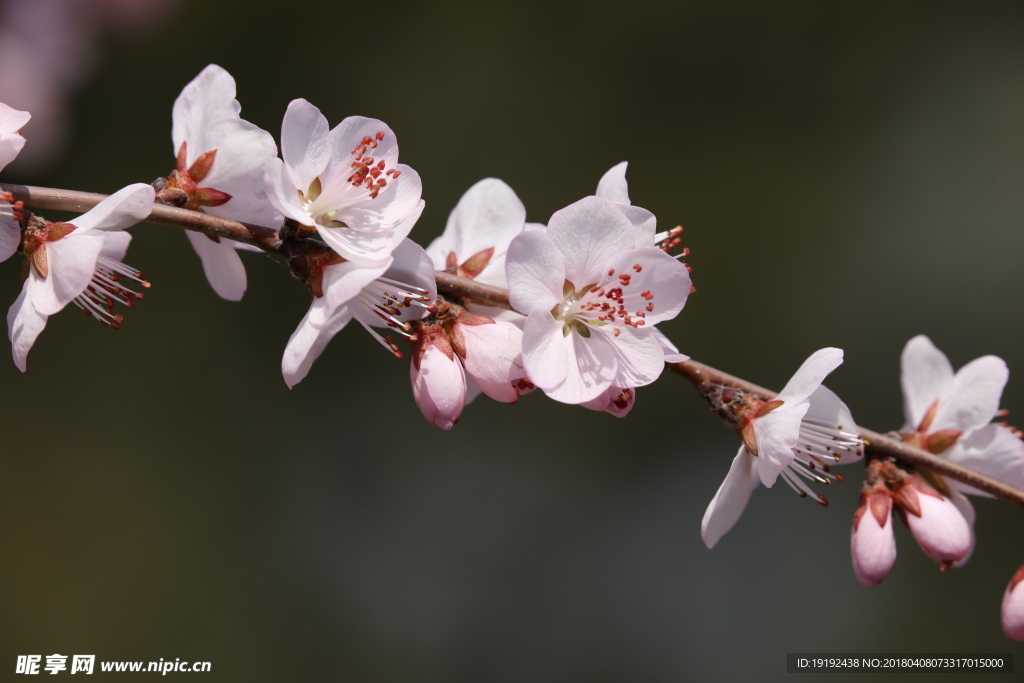 山桃花