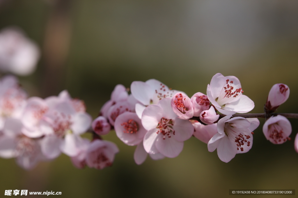 山桃花