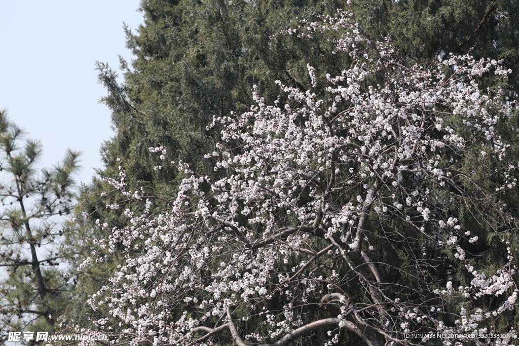 山桃花