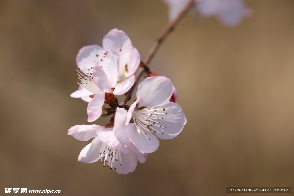 山桃花