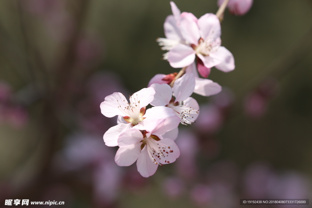山桃花