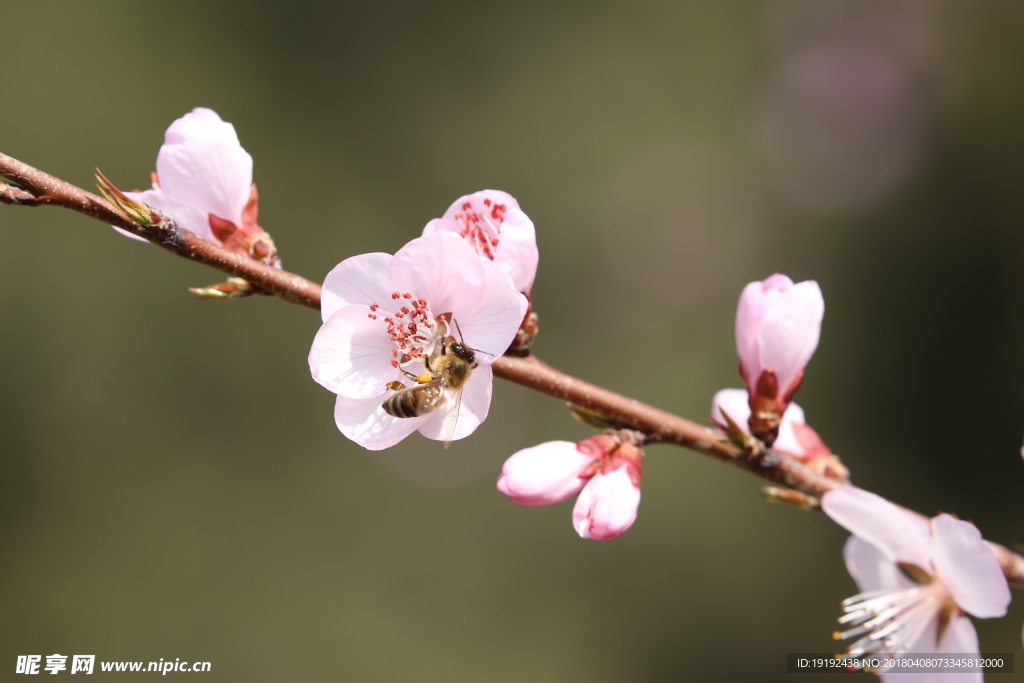 山桃花