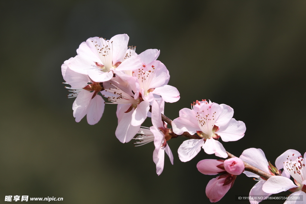 山桃花