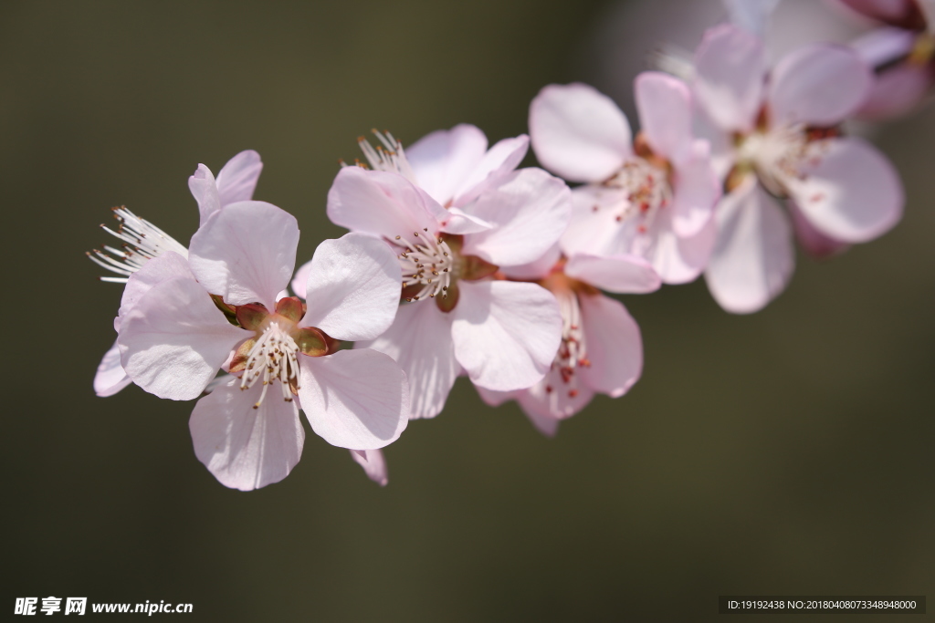 山桃花