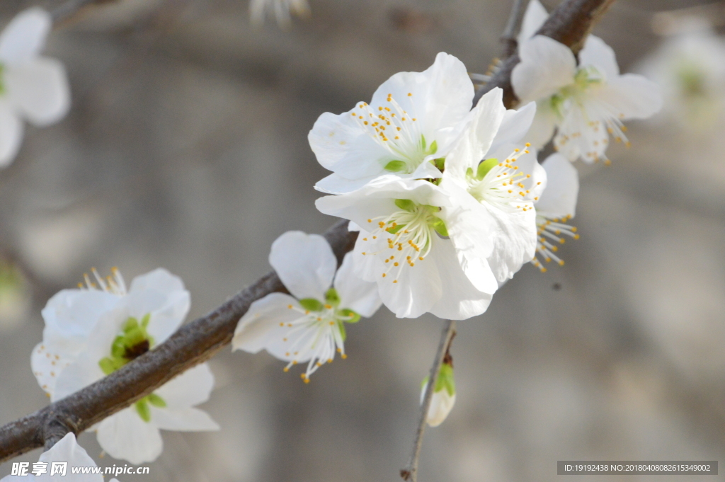 山桃花