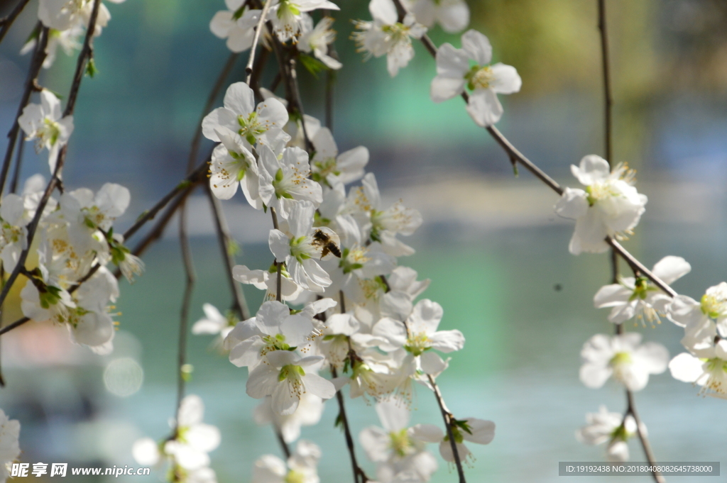 山桃花