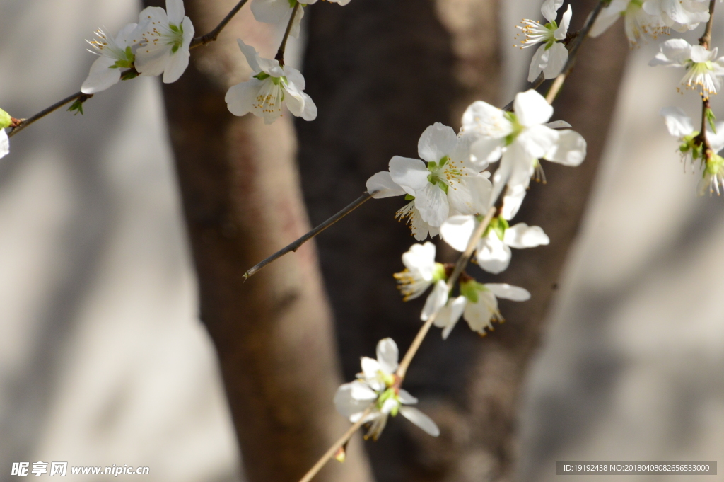 山桃花