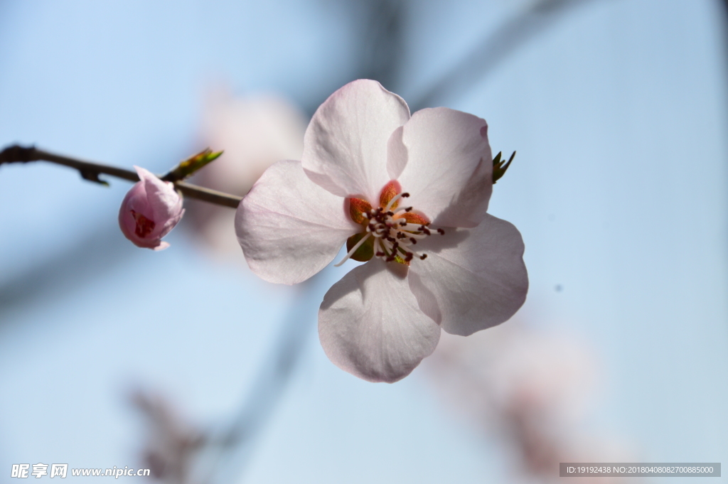 山桃花