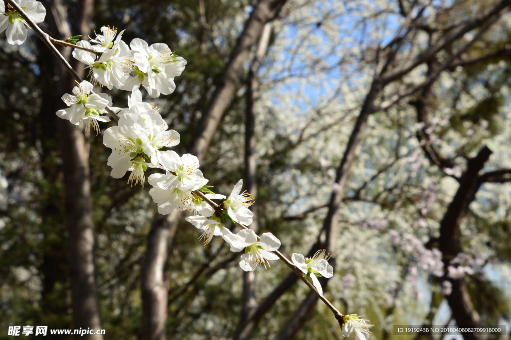 山桃花