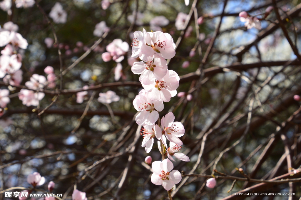 山桃花