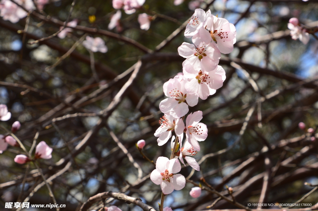 山桃花