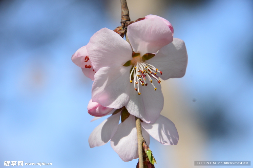 山桃花