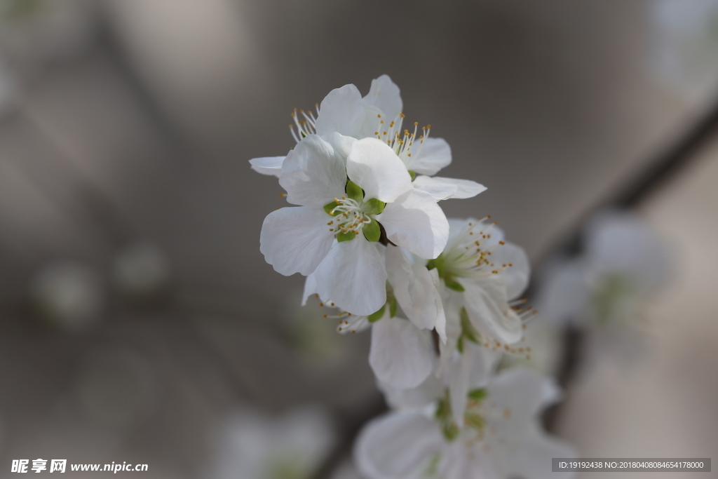 山桃花