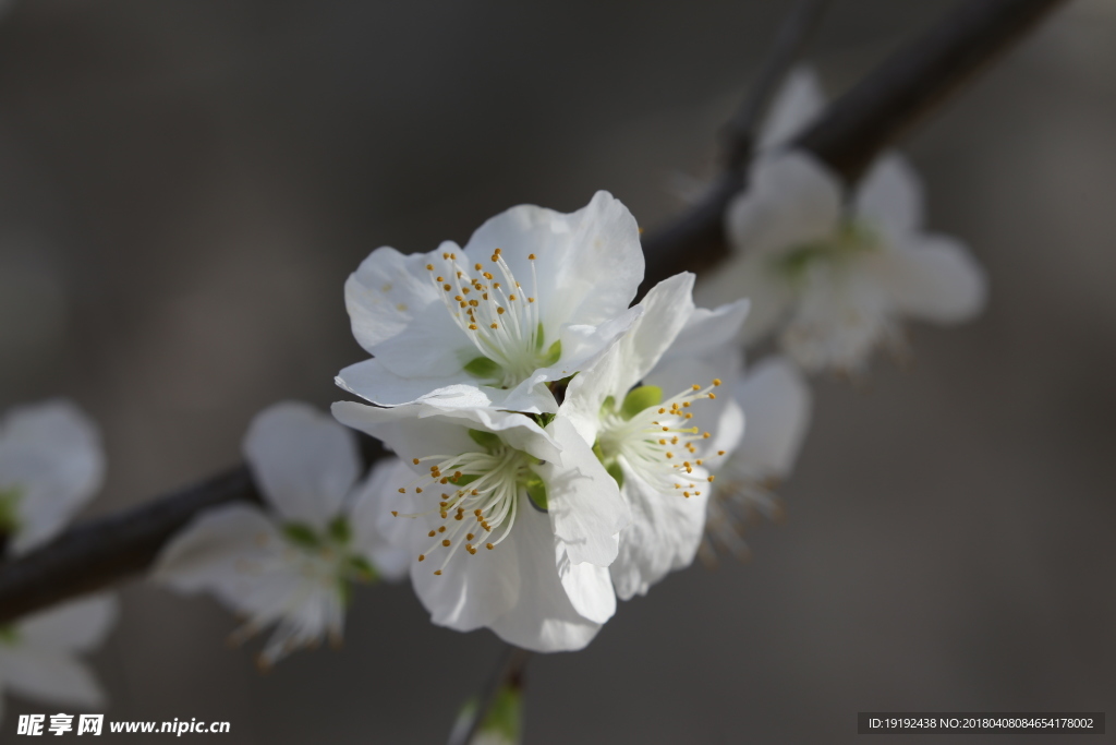 山桃花