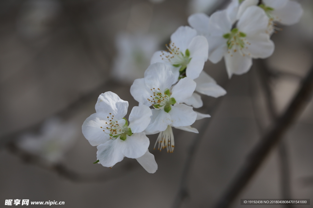 山桃花