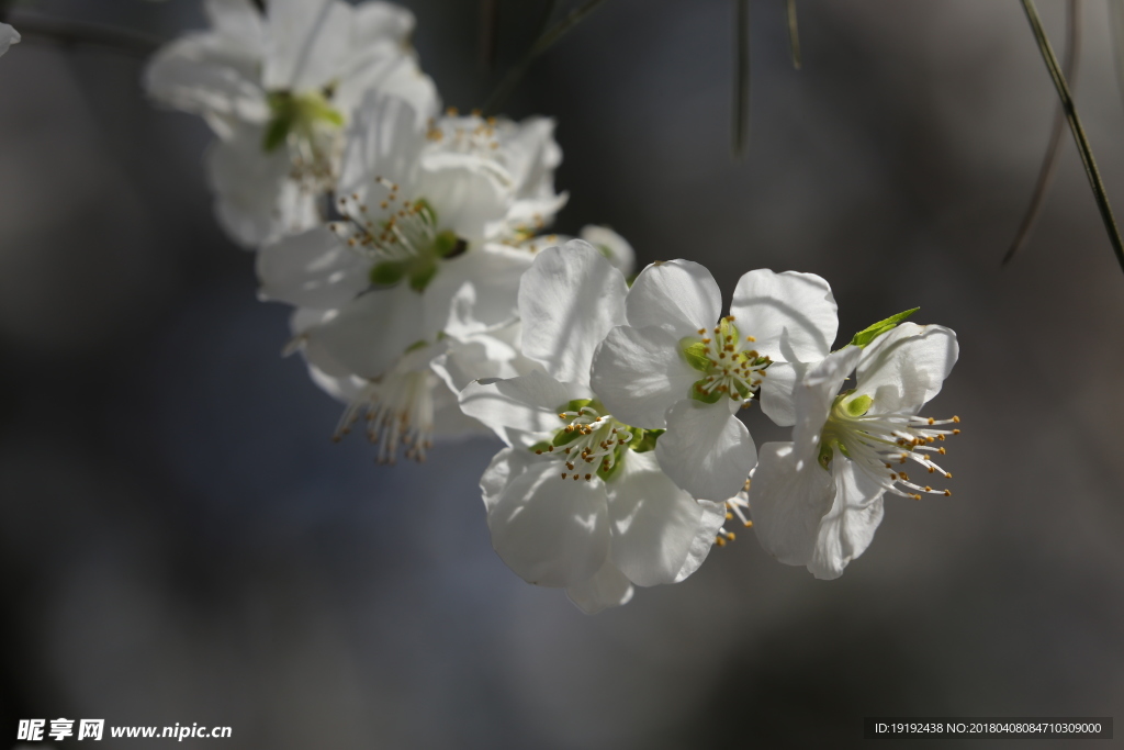 山桃花