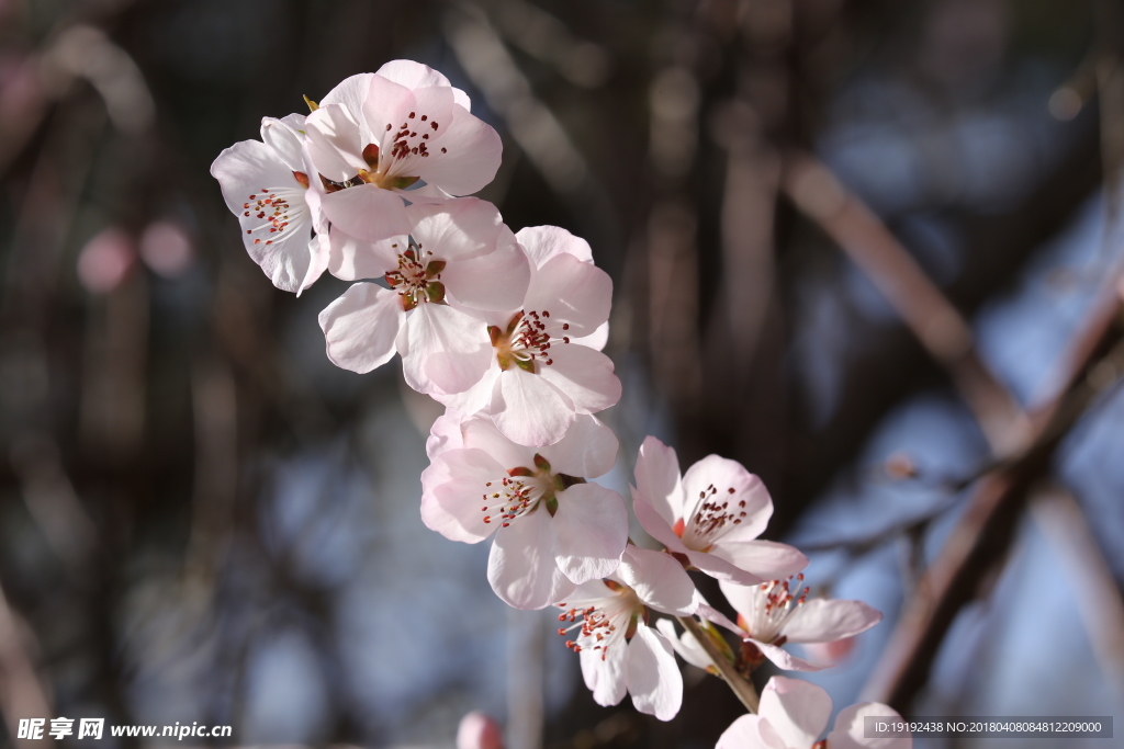 山桃花