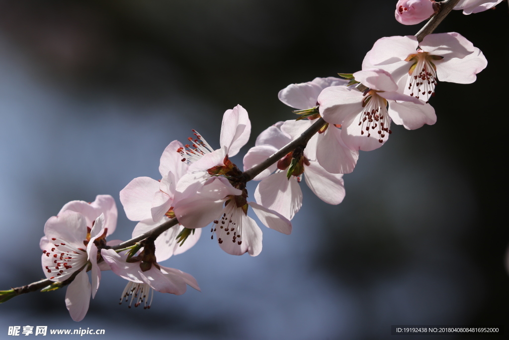山桃花