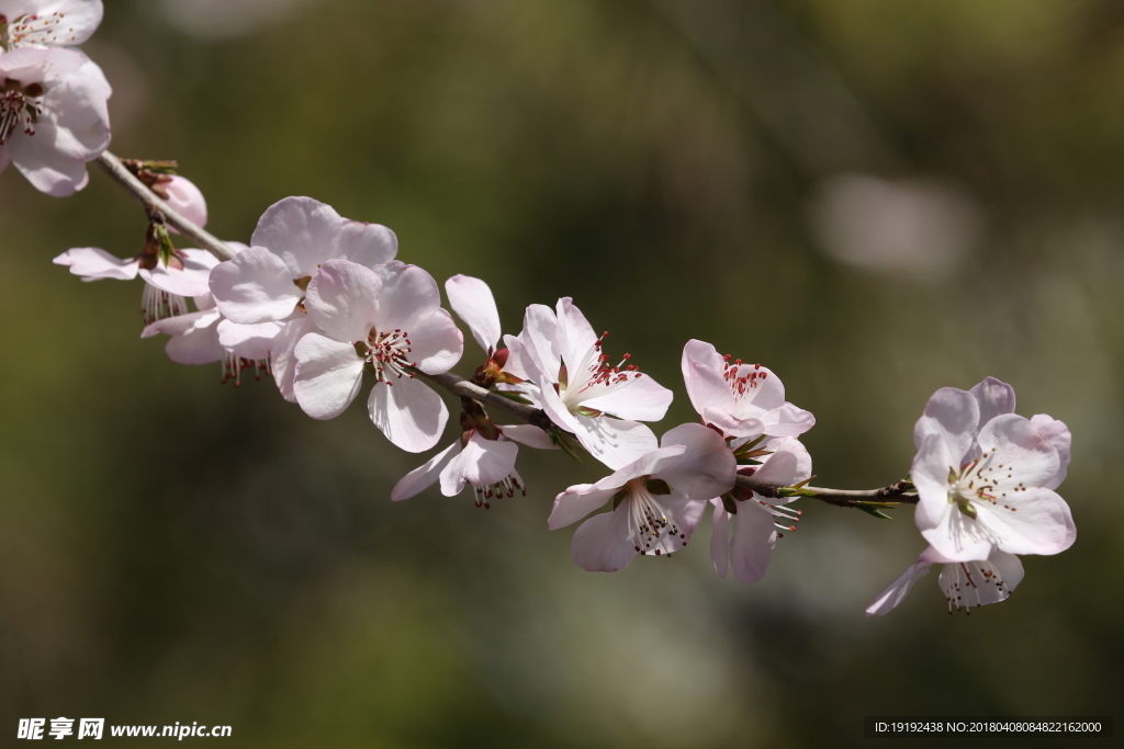 山桃花