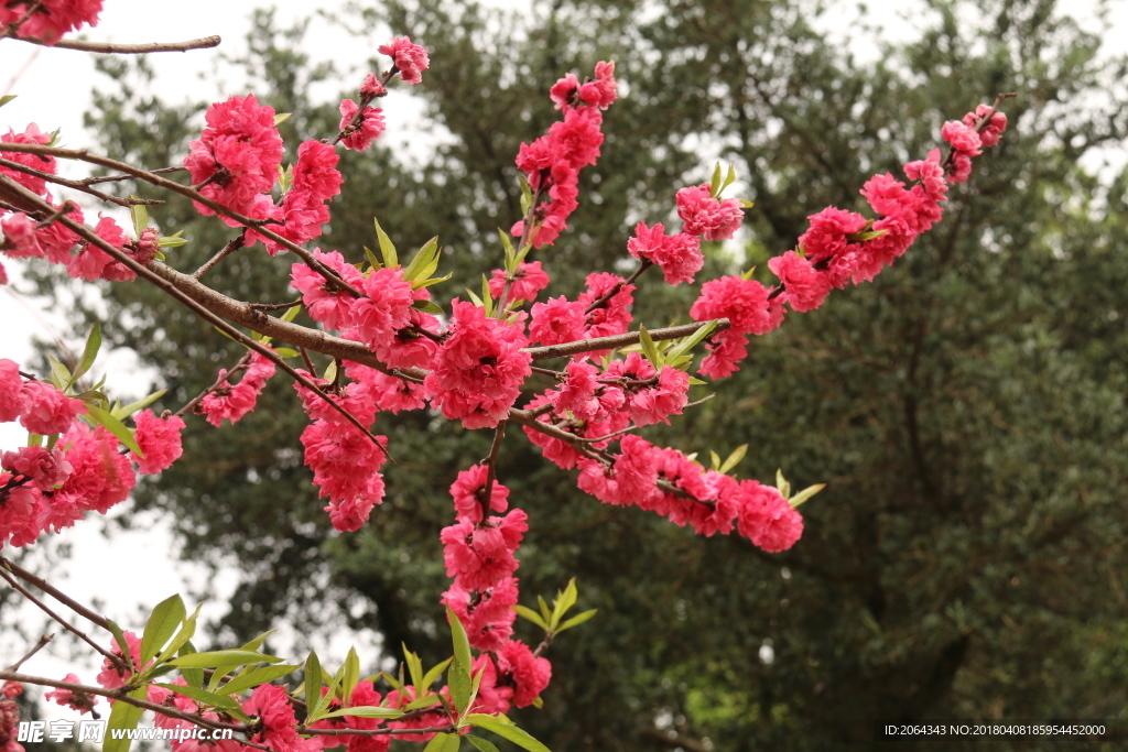 碧桃桃花