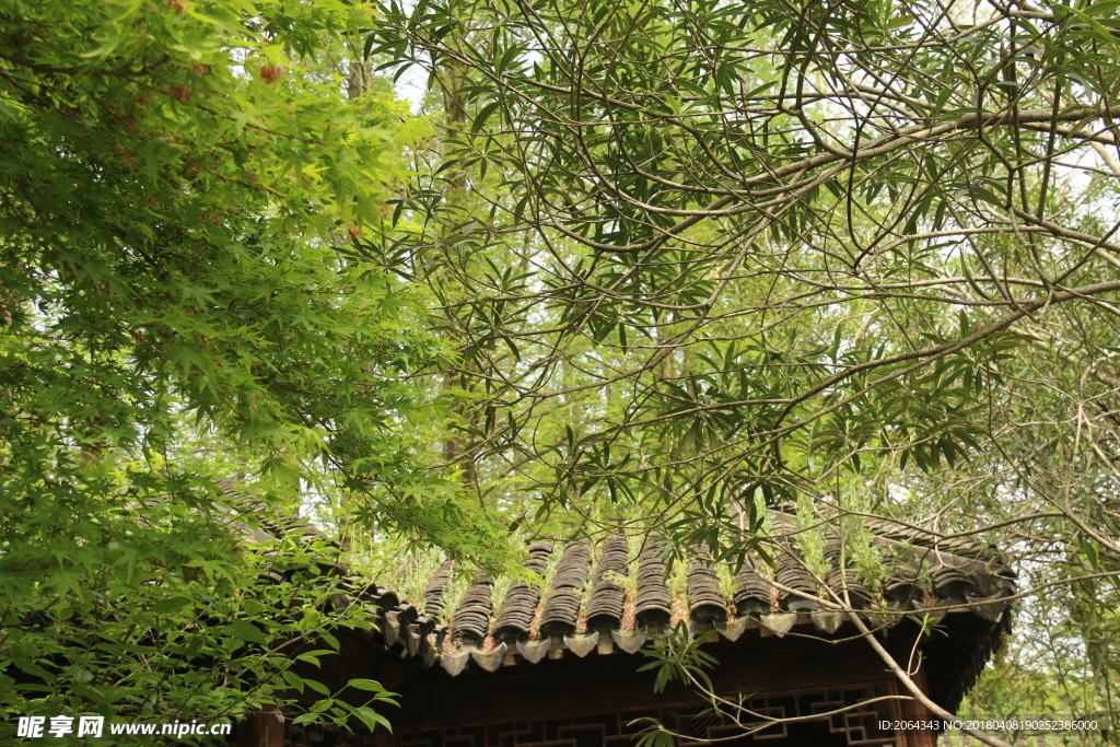 绿色枫树和上海大观园建筑