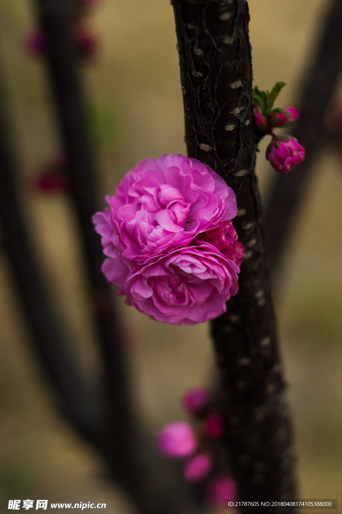 紫色桃花