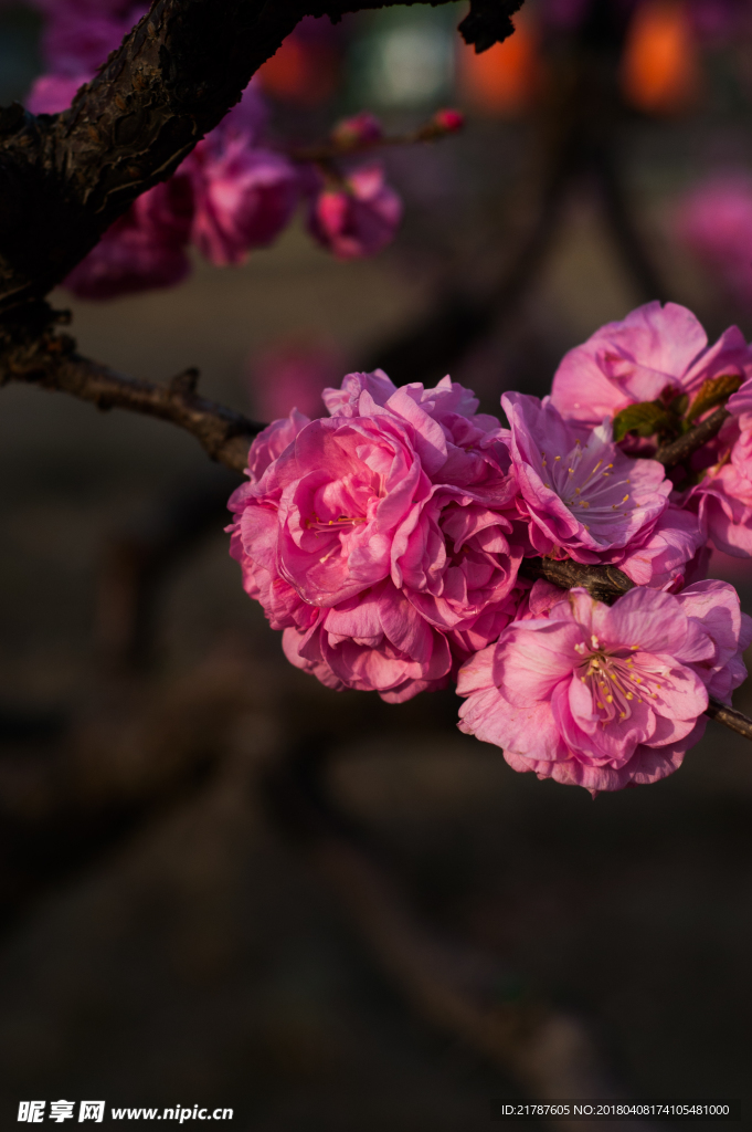 桃花