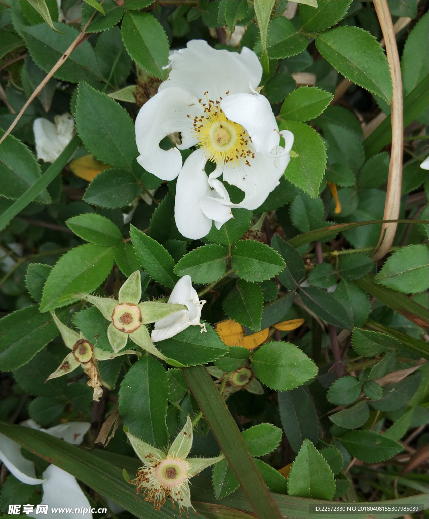 山茶花