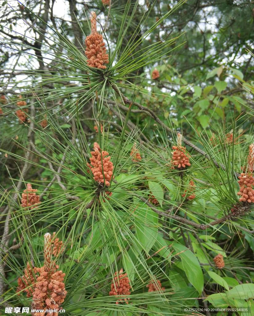 山茶花