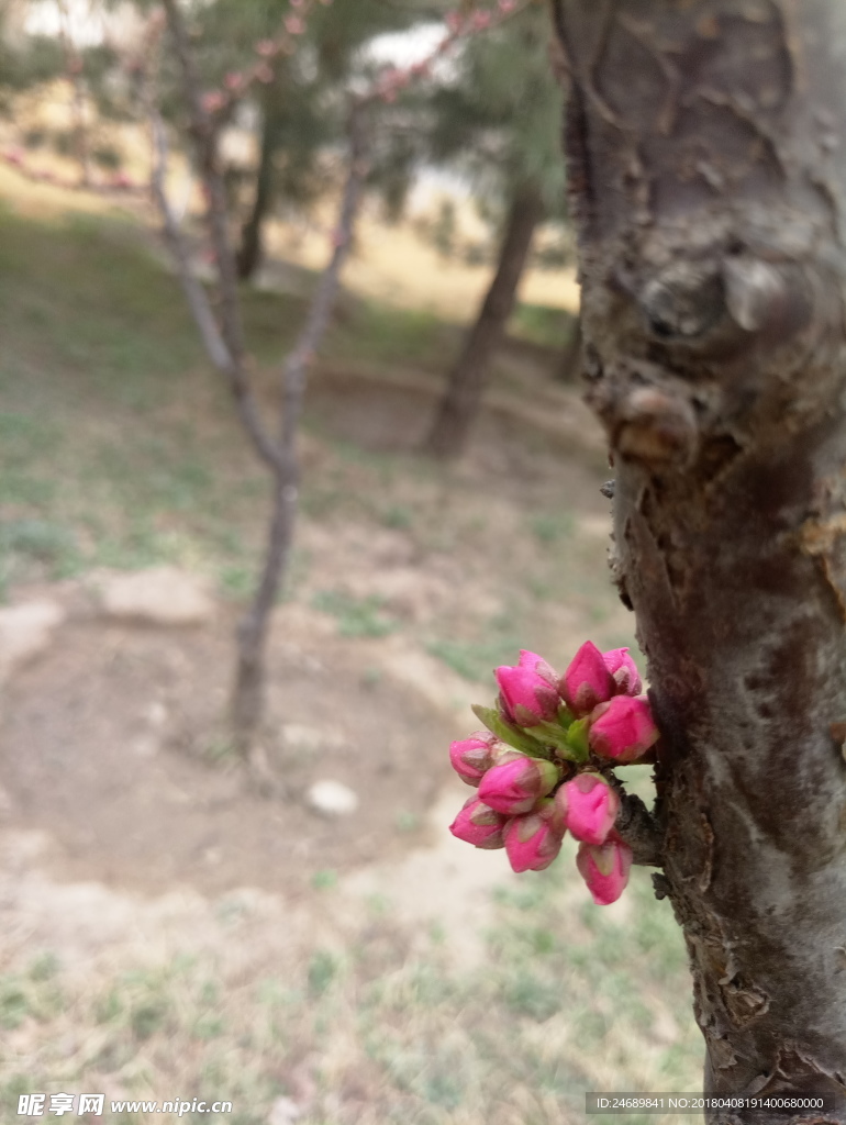 春季花卉