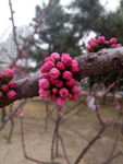 春季花卉