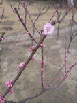 春季花卉