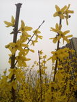 春季花卉