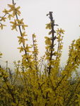 春季花卉