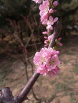 春季花卉