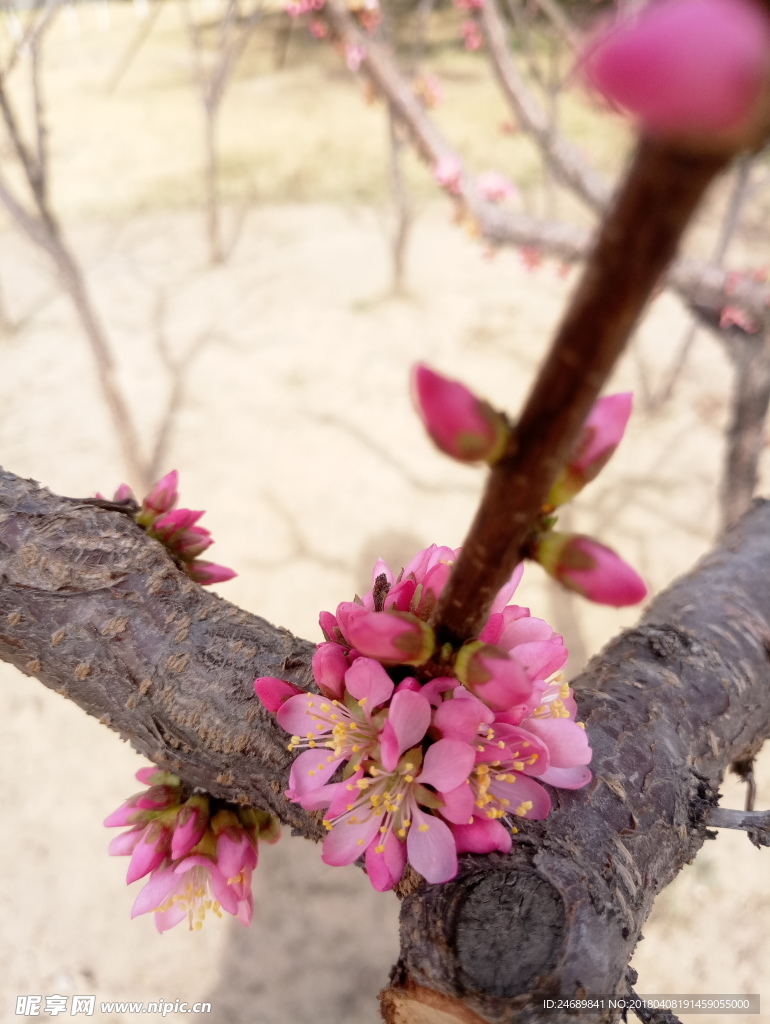 春季花卉