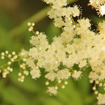 小白花