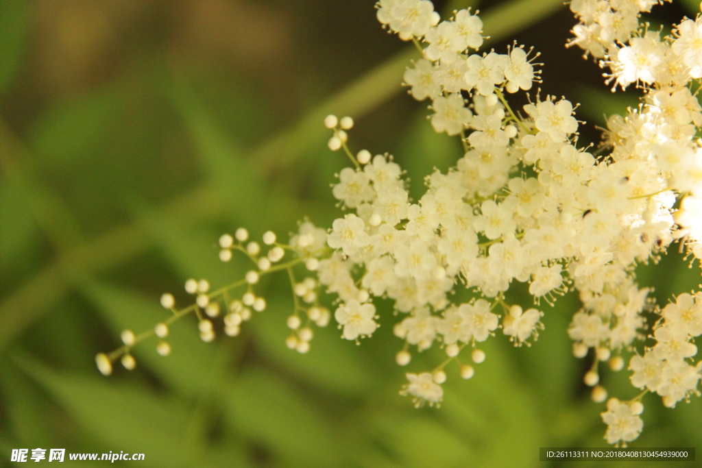 小白花