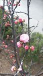 拉萨桃花