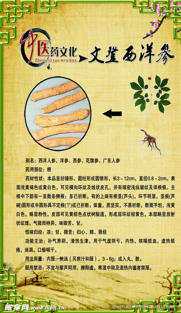 西洋参广告